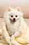 A cute white Pomeranian spitz wrapped in a fluffy blanket. The dog is sitting on the couch