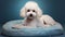 Cute white poodle is located on a warm blue pillow, in a cozy environment. Relaxation, peace and relaxation after a walk. Warm