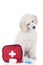 Cute white poodle puppy dog with emergency kit