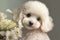 A cute white poodle puppy holds a bouquet of white flowers in its paws.