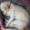 Cute white puppy dog lying curled up in her soft bed