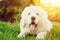 Cute white puppy dog lying on grass. Polish Tatra Sheepdog