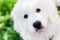 Cute white puppy dog portrait.