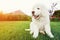 Cute white puppy dog sitting on grass.