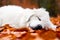 Cute white puppy dog sleeping in leaves