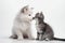 A cute white puppy kissing a cute tabby black kitten on white background.