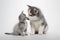 A cute white puppy kissing a cute tabby black kitten on white background.