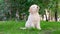 Cute white puppy lagotto romagnolo sitting on the grass and lookicng at camera in summer. Slow motion