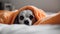 A cute white puppy is lying on the bed under a bright orange cozy blanket, sticking out his nose and looking at the