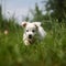 Cute white puppy runs