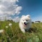 cute white puppy runs across the green lawn