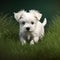 Cute white puppy runs. Generative AI