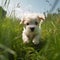 Cute white puppy runs. Generative AI