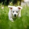 Cute white puppy runs. Generative AI