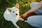 Cute white puppy with sweet looking eyes sitting on red leash in summer park. Adorable fluffy puppy resting with owner in meadow