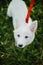 Cute white puppy with sweet looking eyes walking on red leash in summer park. Adorable fluffy puppy exploring world, standing in