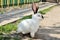Cute white rabbit on a background of yellow-green fence
