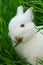 Cute white rabbit eats grass