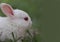 Cute white rabbit on the grass