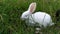 Cute white rabbit on the grass, bunny