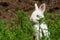 Cute white rabbit hides on grass