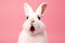 Cute white rabbit with impressed expression isolated on pink background - Wallpaper 2