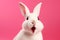 Cute white rabbit with impressed expression isolated on pink background - Wallpaper 3