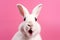 Cute white rabbit with impressed expression isolated on pink background - Wallpaper 4