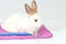 Cute white rabbit with long brown ears with doctor stethoscope veterinary on white background, sick and injured bunny pet has