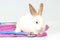 Cute white rabbit with long brown ears with doctor stethoscope veterinary on white background, sick and injured bunny pet has