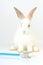 Cute white rabbit with long brown ears with doctor stethoscope veterinary on white background, sick and injured bunny pet has