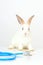 Cute white rabbit with long brown ears with doctor stethoscope veterinary on white background, sick and injured bunny pet has