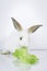 A cute white rabbit with long brown ears on white background  adorable bunny pet eating delicious green vegetable  vegetarian