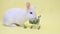 cute white rabbit sits cutely on yellow background with copy space. hare eats greens. Vegetarian, herbivore. Buying