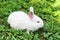 Cute white rabbit sitting in the shade on a clover grass on a sunny spring day