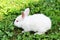Cute white rabbit sitting in the shade on a clover grass on a sunny spring day