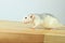 Cute White Rat On Wooden Table.