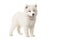 Cute white samoyed puppy seen from the side