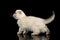 Cute White Scottish Fold Kitten Walking, side view Isolated Black