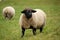 Cute white sheep in a black head and ears grazes in a green meadow close-up
