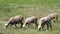 Cute white sheep lamb graze on meadow in springtime