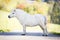 Cute white Shetland pony standing on the road.