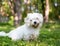 A cute white Shih Tzu mixed breed dog sitting outdoors