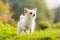 A cute white small Chorkie puppy dog standing in rough grass