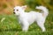 A cute white small Chorkie puppy dog standing in rough grass