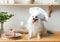 The cute white spitz dog in chef`s hat with a piece of cake