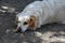 Cute white stray dog in greece