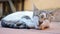 Cute white striped sleeping cat,adorable pets animal love,relax rest