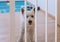 Cute white terrier puppy stay behind dog fence