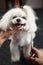Cute white toy dog being groomed.Adorable Maltese doggy on groomer table.Professional grooming salon takes care of beautiful